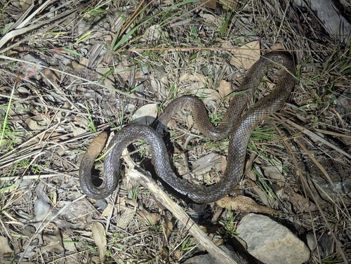 Eastern Brown Snake sighting