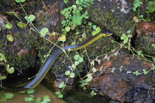 Common Tree Snake sighting