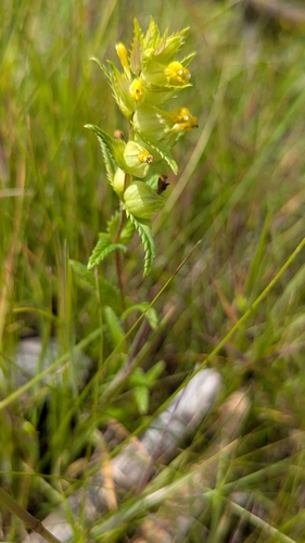 Northern yellow rattle (Rhinanthus groenlandicus)