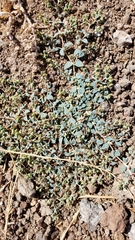 Euphorbia ocellata