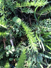 Achillea millefolium