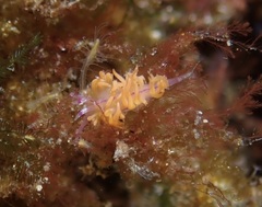 Unidentia