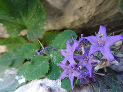 Campanula elatinoides
