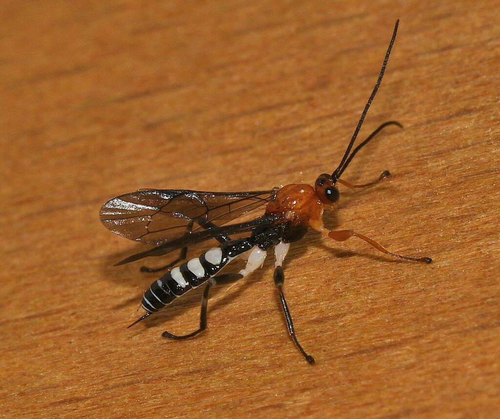 Zatypota dandiensis