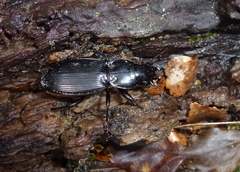 Plocamostethus planiusculus