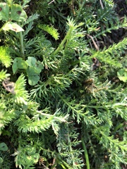 Achillea millefolium