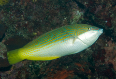Anampses elegans