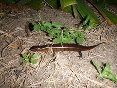 Diploglossus monotropis