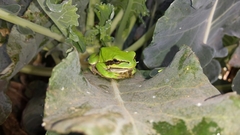 Hyla savignyi