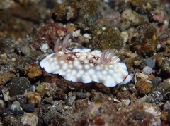 Goniobranchus hintuanensis