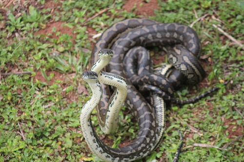 Coastal Carpet Python sighting