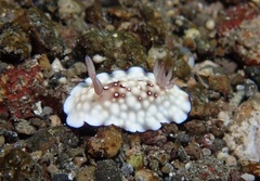 Goniobranchus hintuanensis