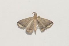 Lysimelia alstoni