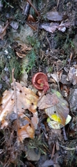 Cortinarius sanguineus