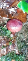 Cortinarius sanguineus