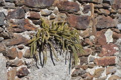 Aporocactus flagelliformis