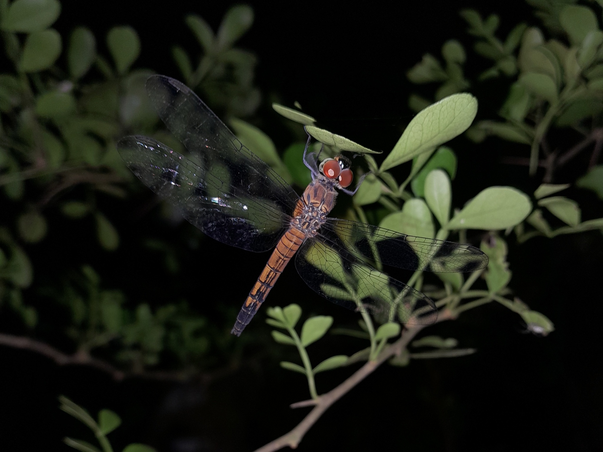 Rufous-Backed Marsh Hawk
