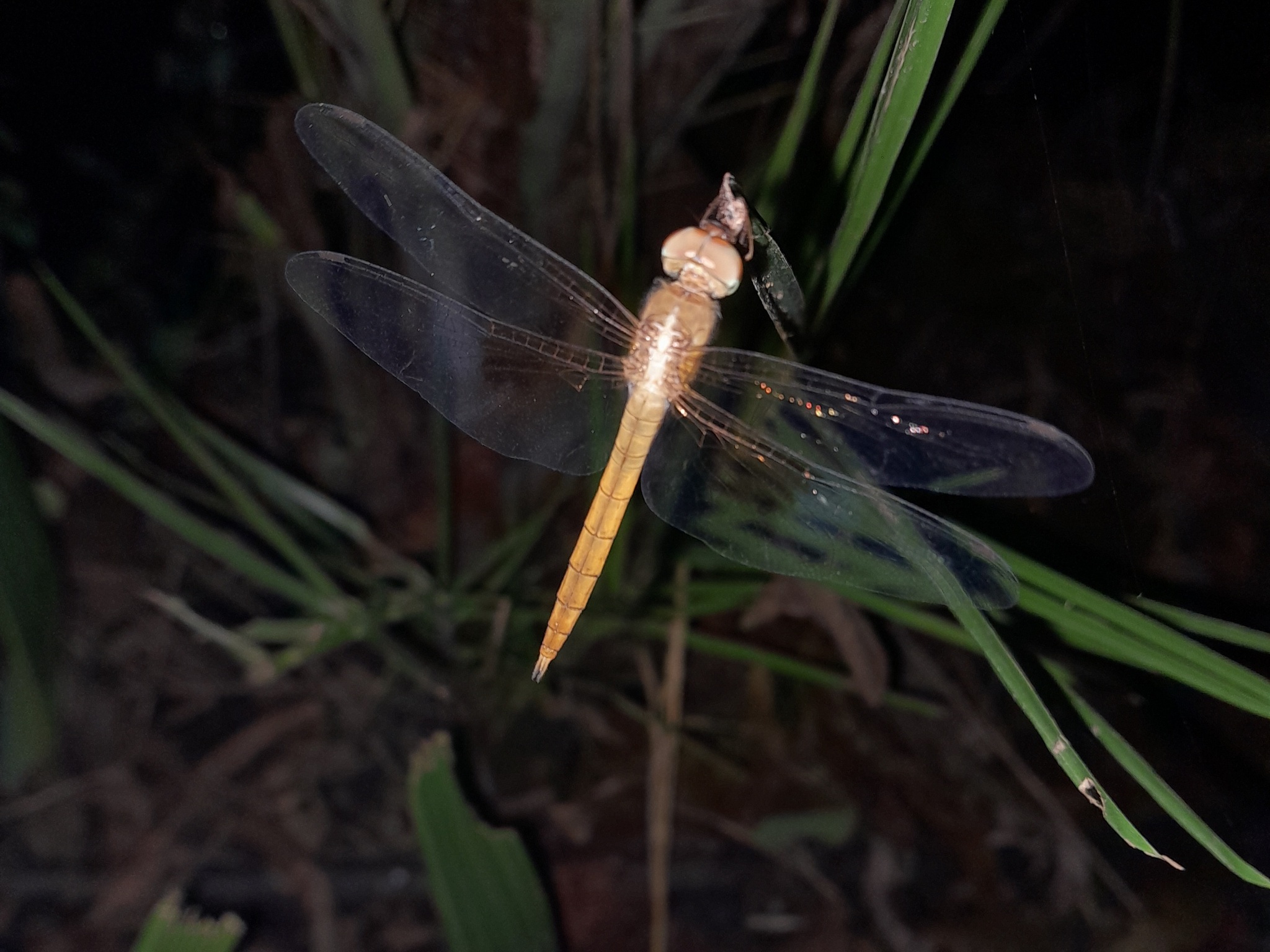Coral-Tailed Cloudwing