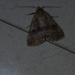Herminiinae