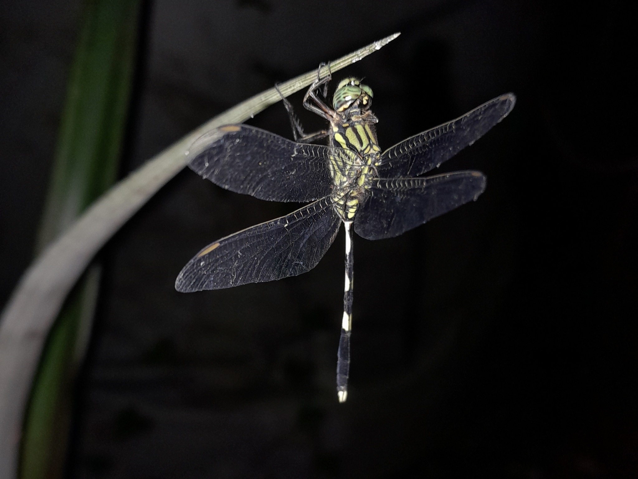 Slender Skimmer