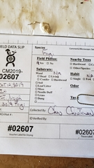 Leucoagaricus serenus