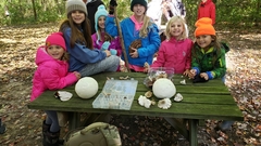 Leucoagaricus serenus