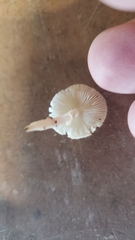 Leucoagaricus serenus