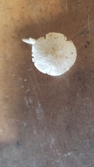 Leucoagaricus serenus