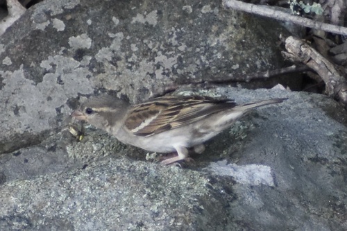 House Sparrow photographed in New Hampshire