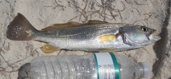 Cynoscion arenarius