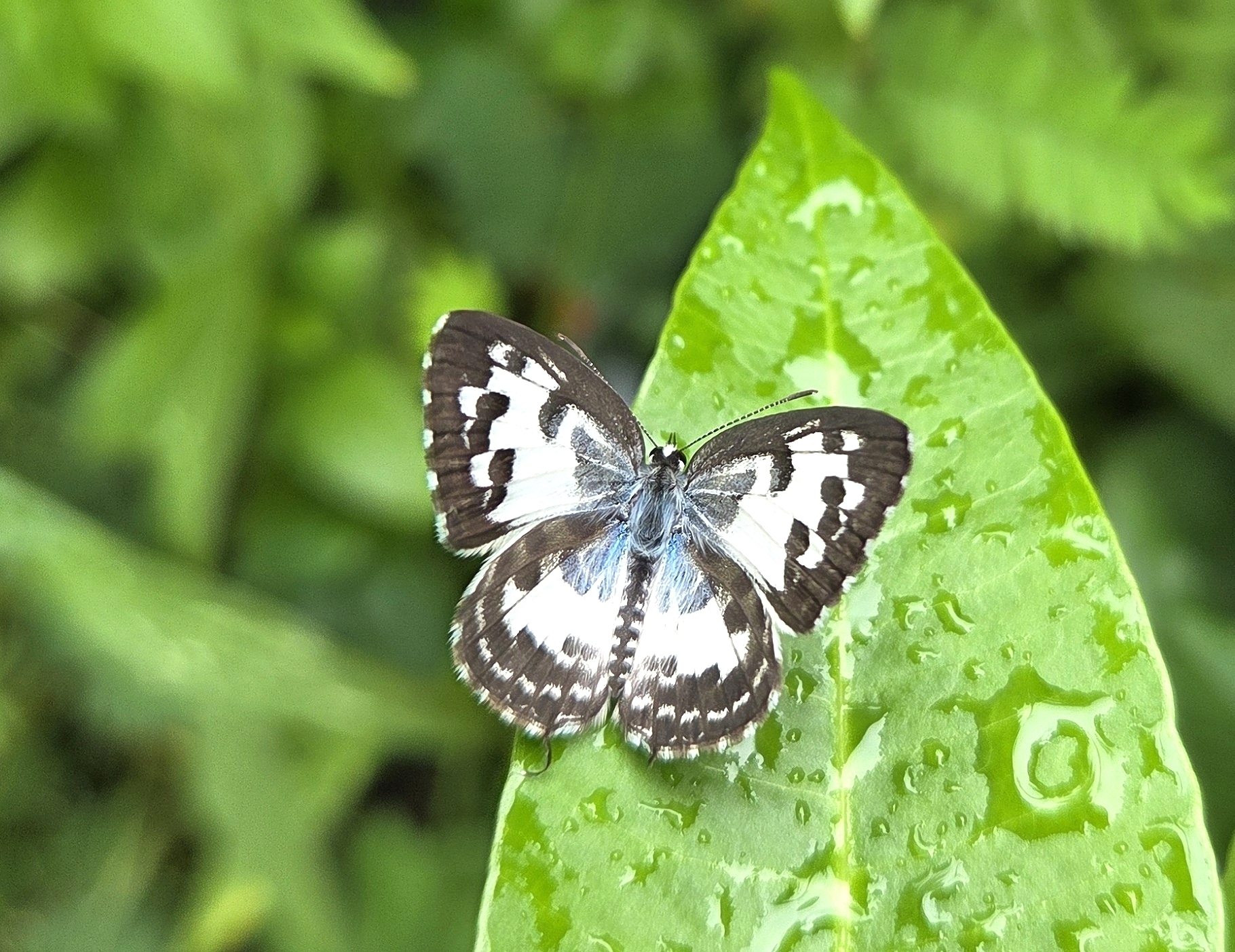 Common Pierrot