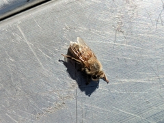 Apis mellifera