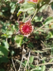 Malvastrum aurantiacum