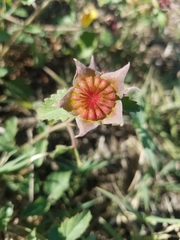 Malvastrum aurantiacum