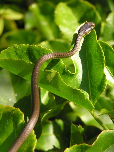 Common Tree Snake sighting