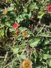 Malvastrum aurantiacum