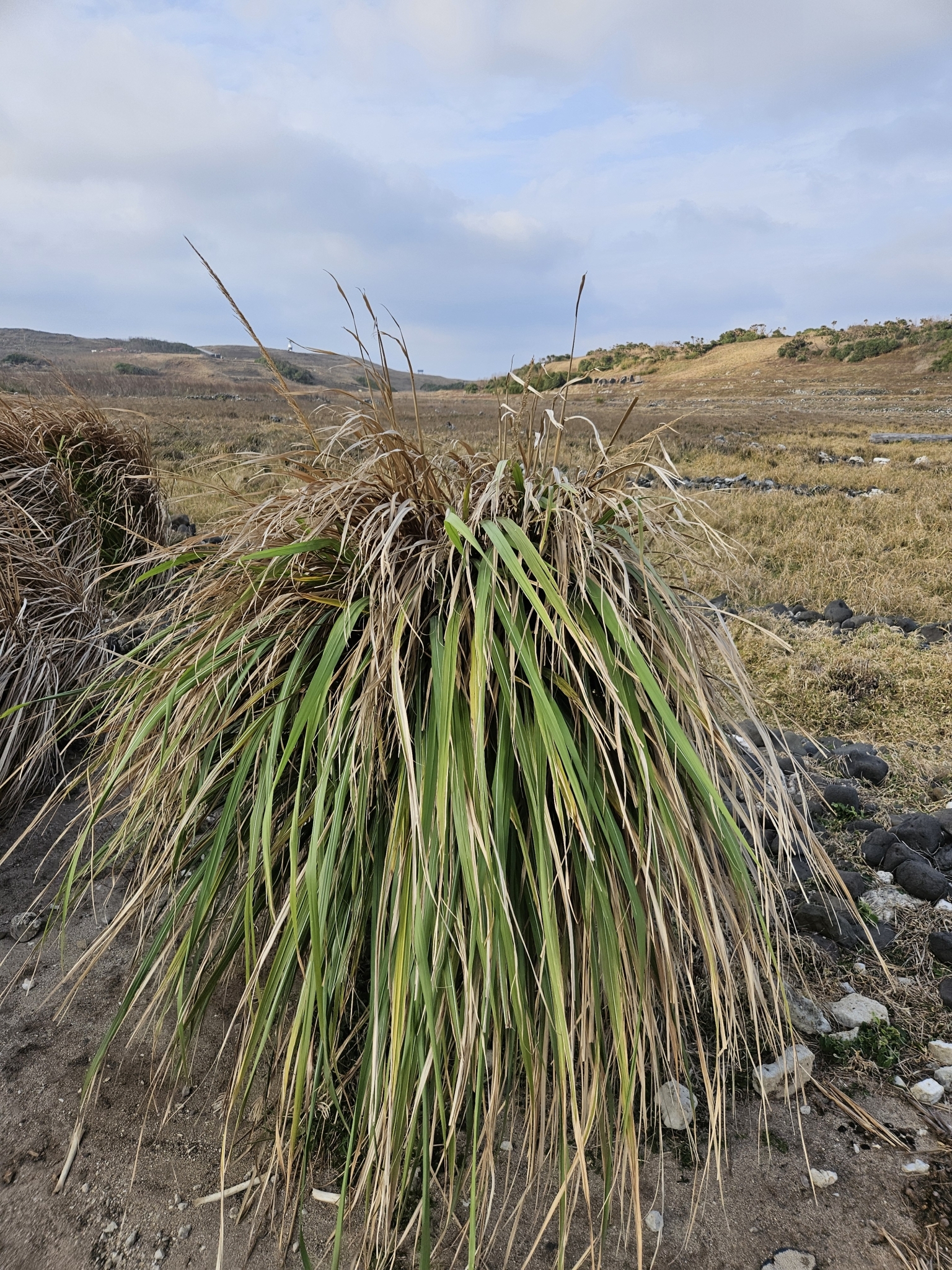 Hardy Sugarcane (Tripidium arundinaceum)