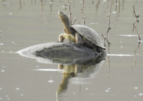 Mediterranean Turtle