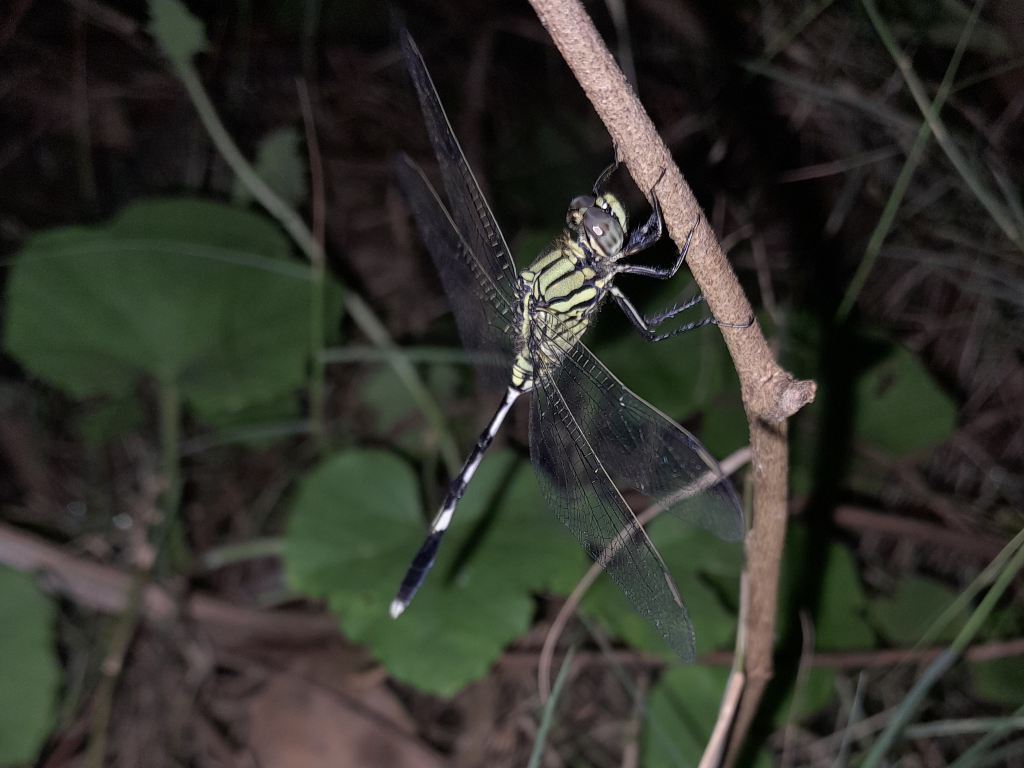 Slender Skimmer