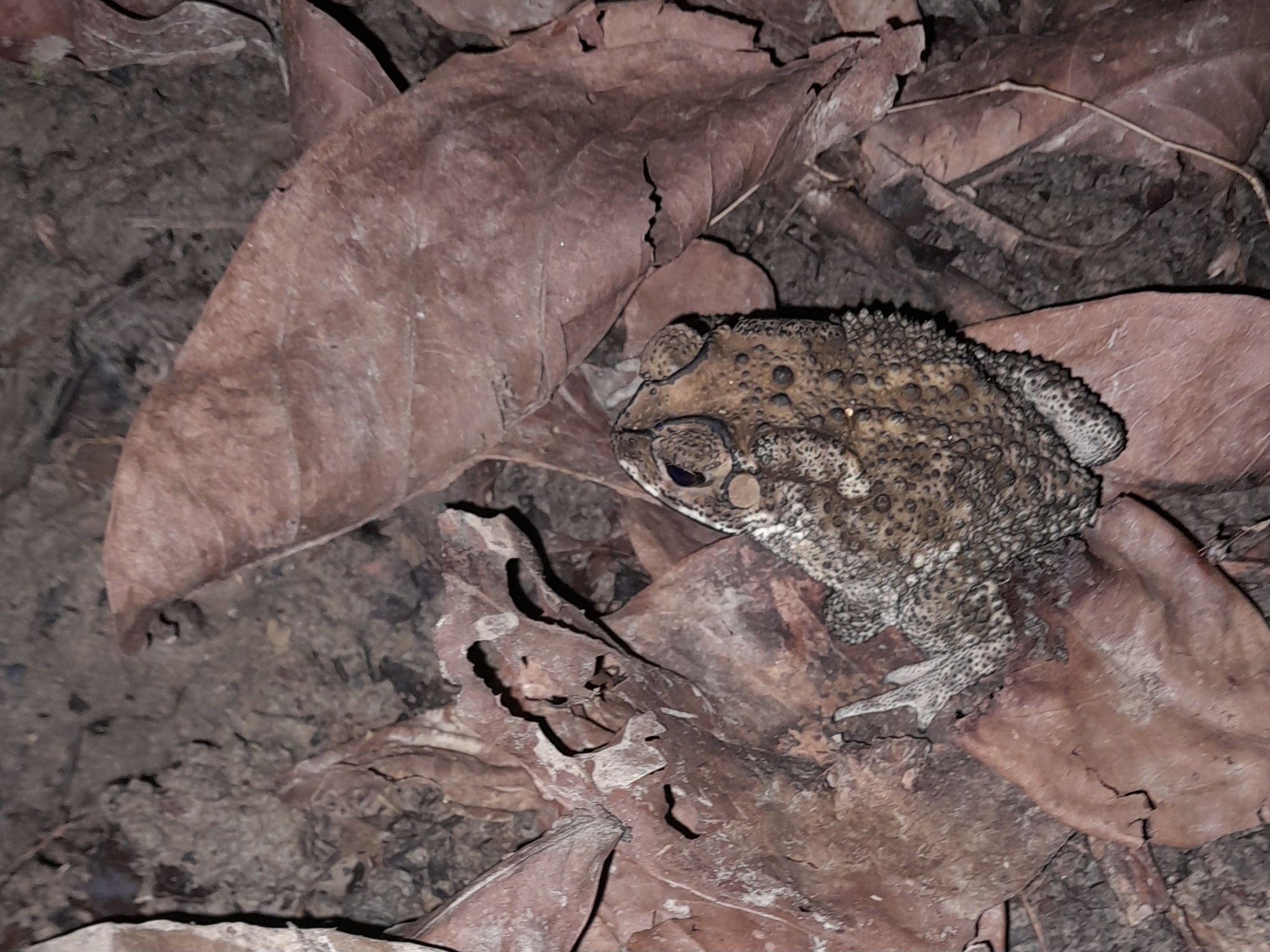 Indian Common True Toad