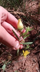 Xanthisma texanum drummondii