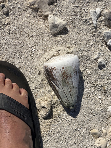 Conus observed 2024-12-29