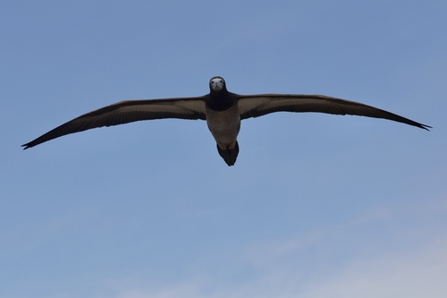 Sula leucogaster observed 2024-12-29