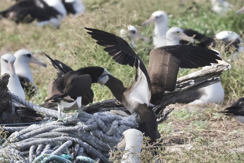 Sula leucogaster observed 2024-12-29