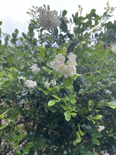 Orange Jasmine
