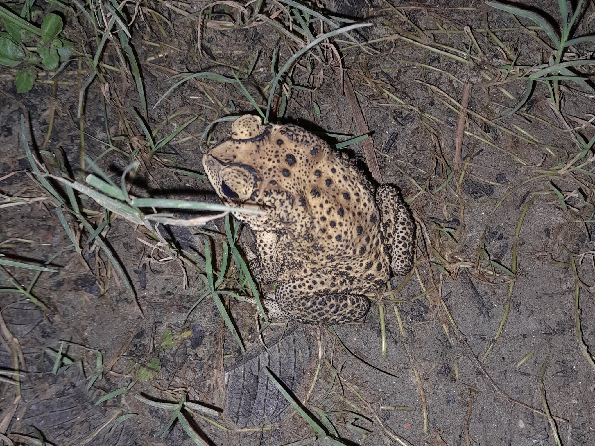 Indian Common True Toad