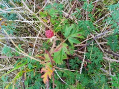 Rubus laciniatus