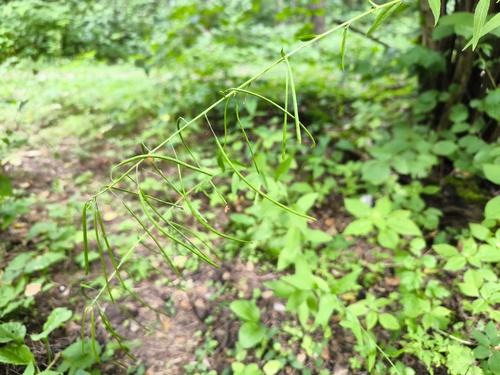Наблюдение на iNaturalist