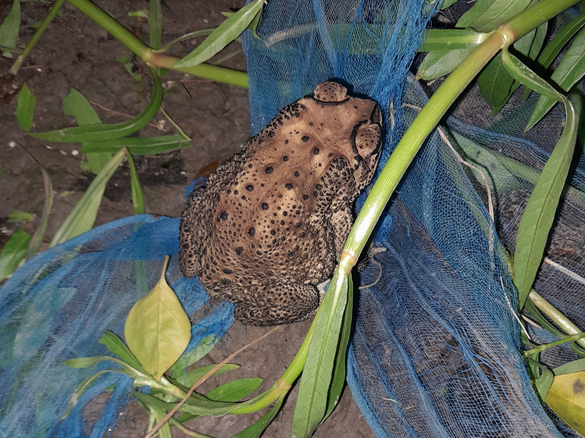 Indian Common True Toad