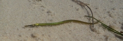 Syngnathus floridae